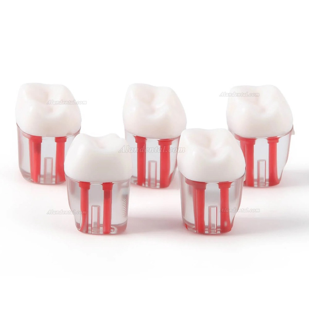 28pcs/Set Dental Typodont Teeth, Root Canal Practice Model